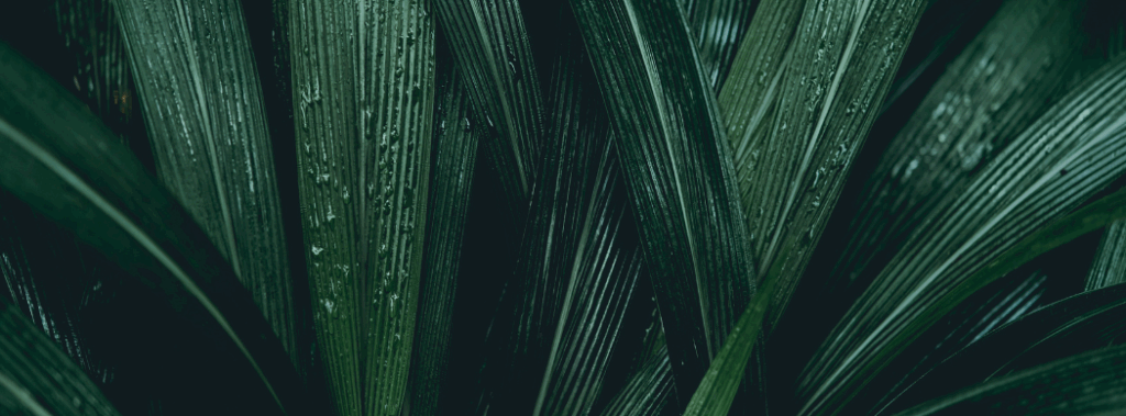 Soft natural leaves representing growth, grounding, and personal reflection.